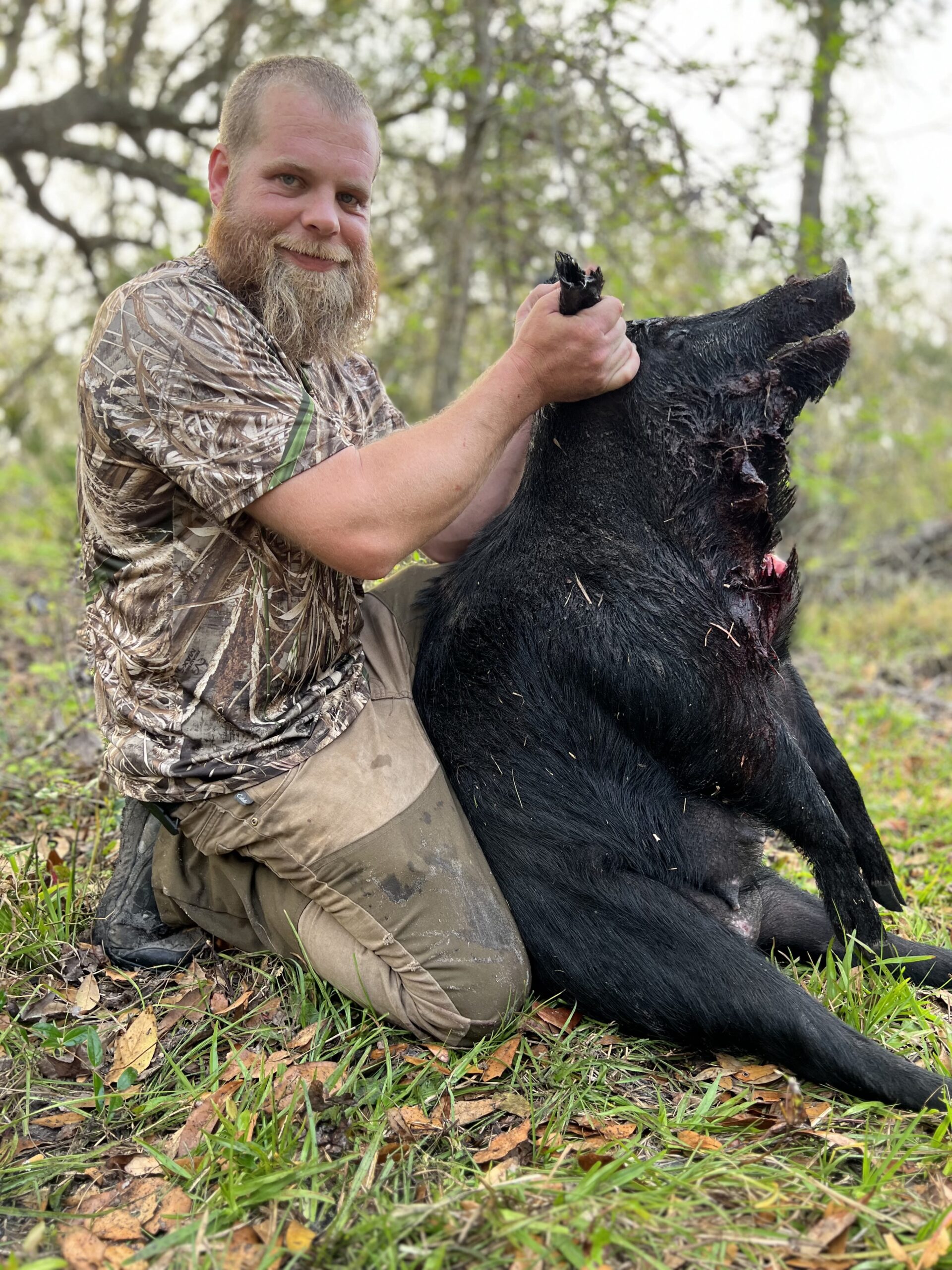 Wild Boar